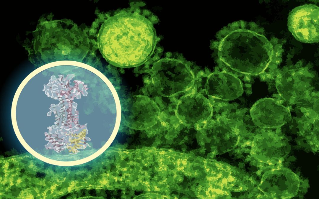 AI maps how a new antibiotic targets gut bacteria